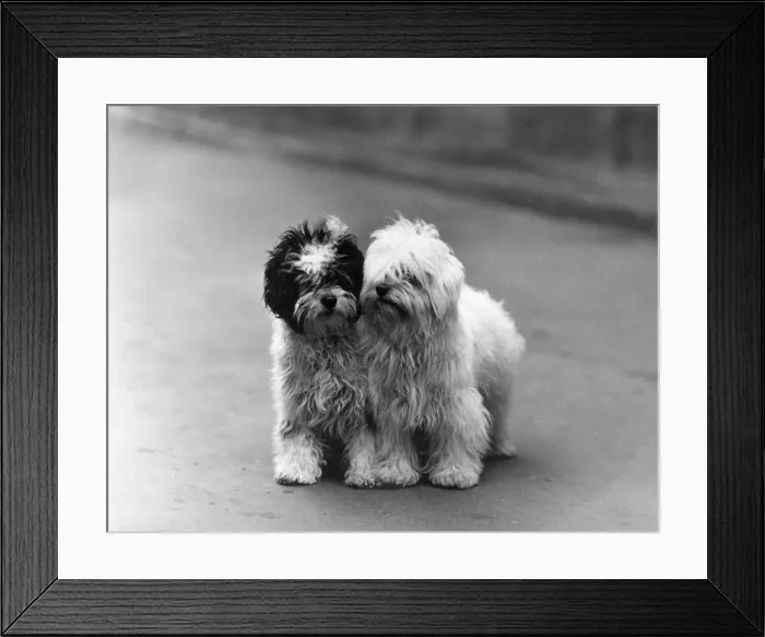 Framed Print : FALL / TIBETAN TERRIER / 39 Framed Print : FALL / TIBETAN TERRIER / 39