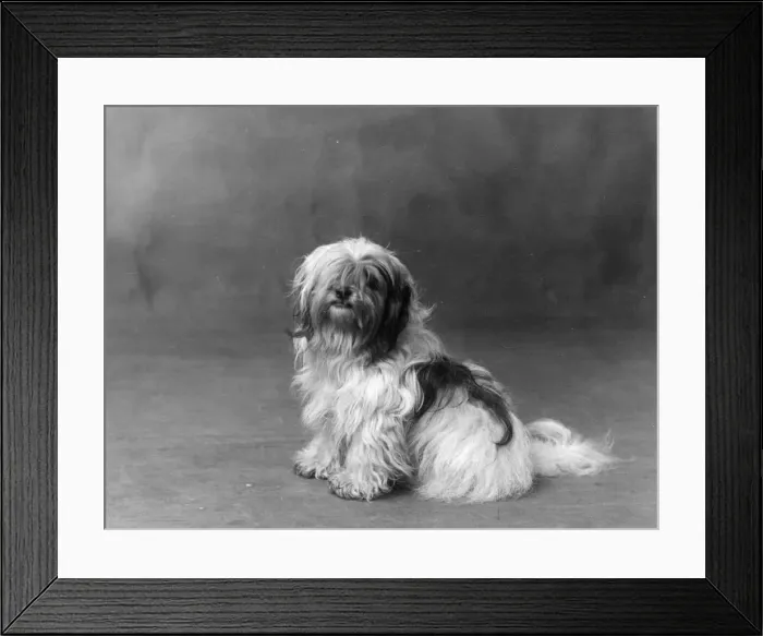 Framed Print : FALL / TIBETAN TERRIER / 35 Framed Print : FALL / TIBETAN TERRIER / 35