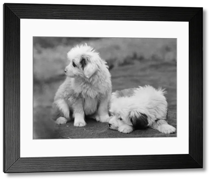 Framed Print : FALL / TIBETAN TERRIER / 47 Framed Print : FALL / TIBETAN TERRIER / 47