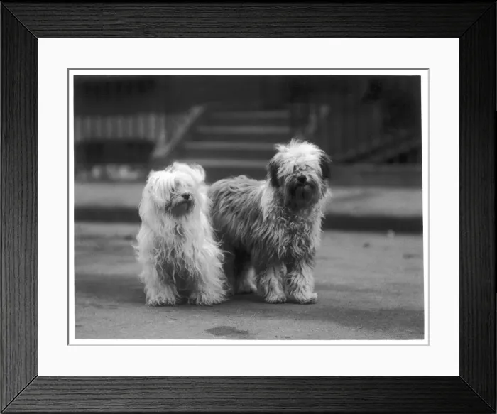 Framed Print : FALL / TIBETAN TERRIER / 37 Framed Print : FALL / TIBETAN TERRIER / 37