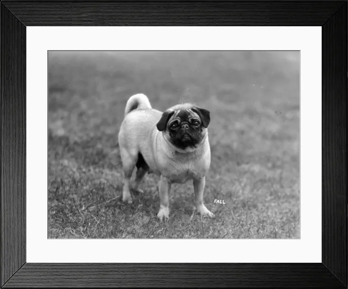 Framed Print : FALL / PUG / 1928 Framed Print : FALL / PUG / 1928