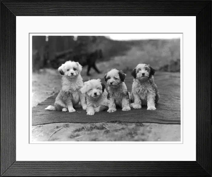 Framed Print : FALL / TIBETAN TERRIER / 47 Framed Print : FALL / TIBETAN TERRIER / 47