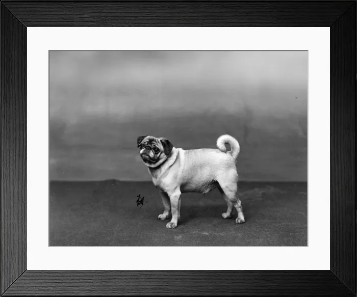 Framed Print : FALL / PUG / 1932 Framed Print : FALL / PUG / 1932