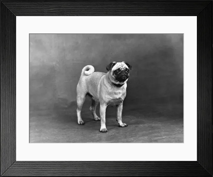Framed Print : FALL / PUG / 1949 Framed Print : FALL / PUG / 1949