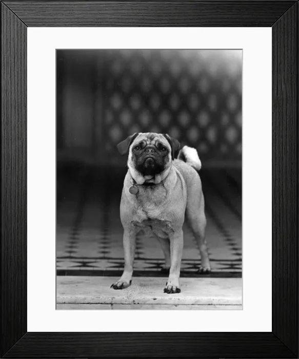 Framed Print : FALL / PUG / 1950 Framed Print : FALL / PUG / 1950