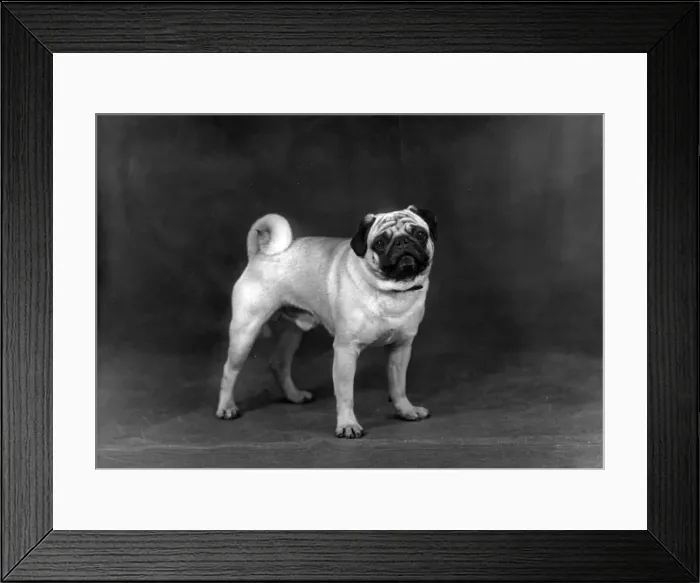 Framed Print : FALL / PUG / 1952 Framed Print : FALL / PUG / 1952