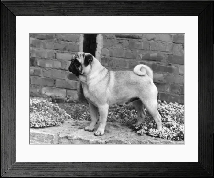 Framed Print : FALL / PUG / 1967 Framed Print : FALL / PUG / 1967