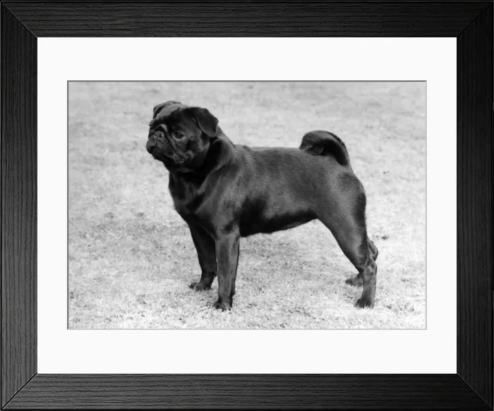 Framed Print : FALL / PUG / 1982 Framed Print : FALL / PUG / 1982