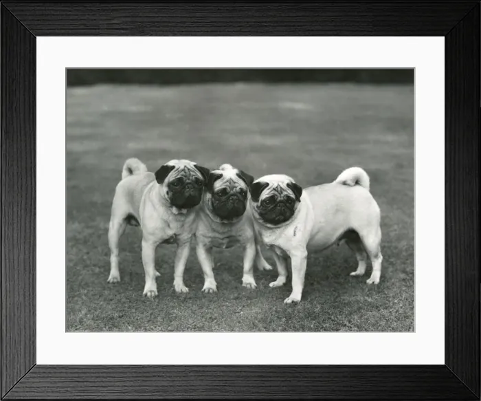 Framed Print : FALL / PUG / 1959 Framed Print : FALL / PUG / 1959