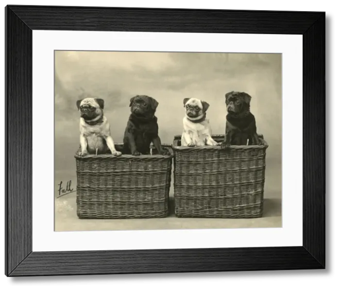 Framed Print : FALL / PUG / 1926 Framed Print : FALL / PUG / 1926