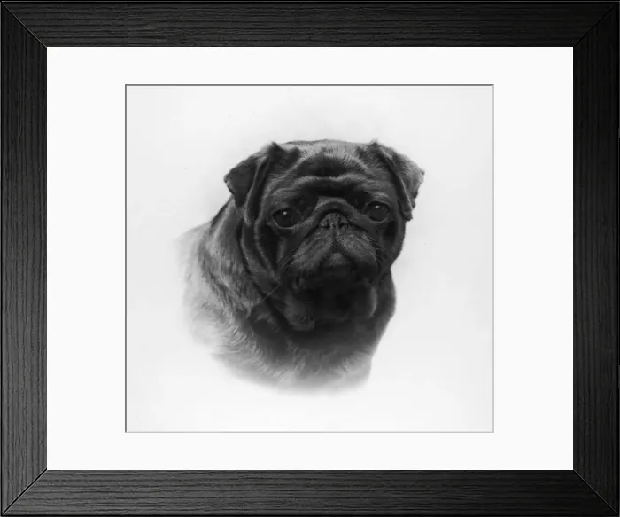 Framed Print : FALL / PUG / 1958 Framed Print : FALL / PUG / 1958