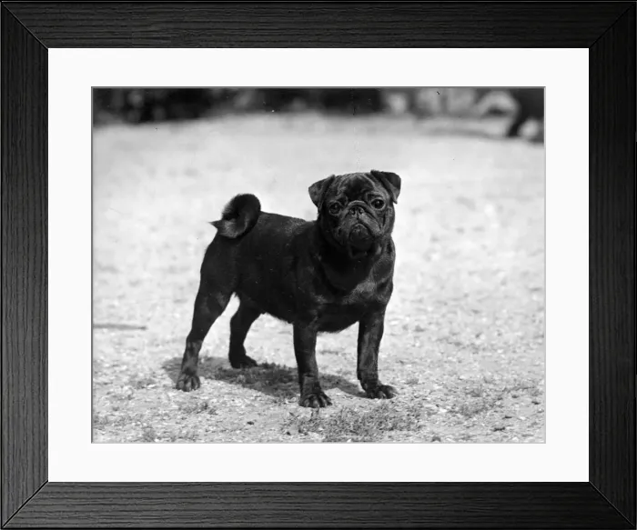 Framed Print : FALL / PUG / 1956 Framed Print : FALL / PUG / 1956