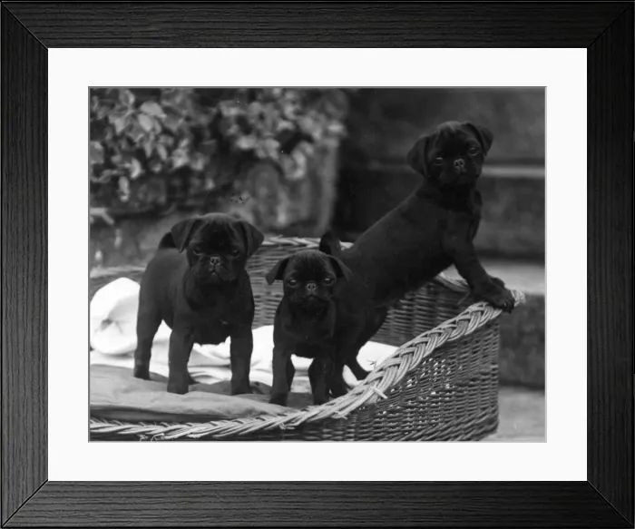 Framed Print : FALL / PUG / 1929 Framed Print : FALL / PUG / 1929