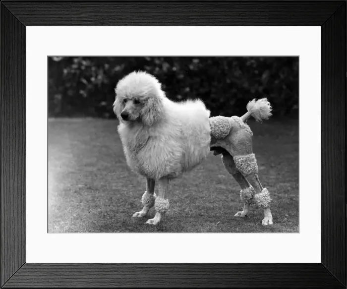 Framed Print : FALL / STANDARD POODLE / 50 Framed Print : FALL / STANDARD POODLE / 50
