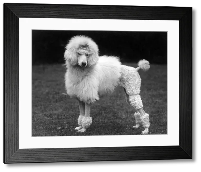 Framed Print : FALL / STANDARD POODLE / 41 Framed Print : FALL / STANDARD POODLE / 41