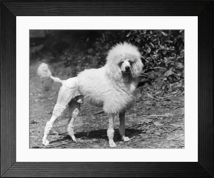 Framed Print : FALL / STANDARD POODLE / 33 Framed Print : FALL / STANDARD POODLE / 33