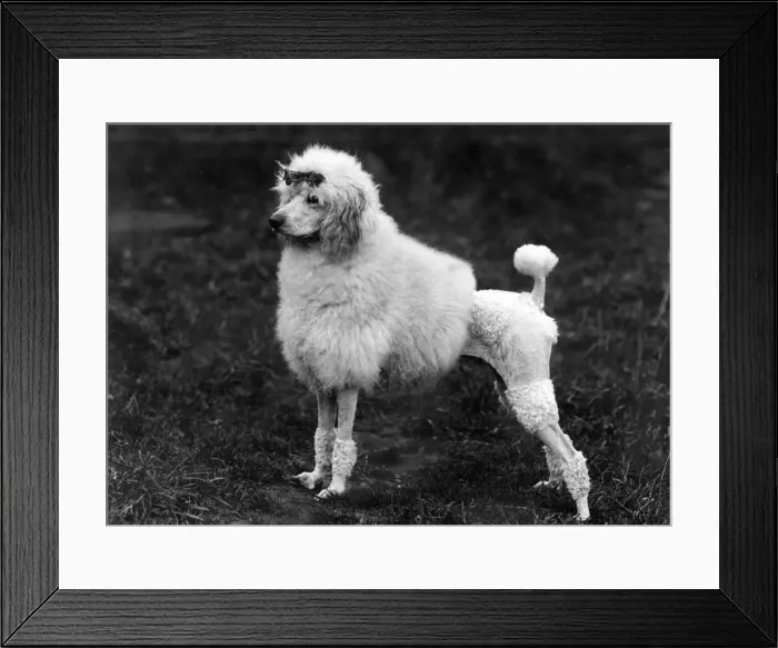 Framed Print : FALL / STANDARD POODLE / 39 Framed Print : FALL / STANDARD POODLE / 39