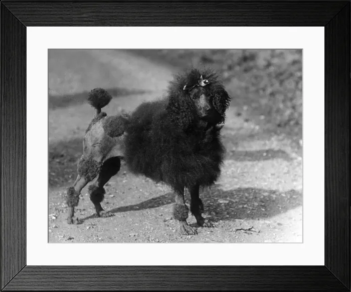 Framed Print : FALL / STANDARD POODLE / 35 Framed Print : FALL / STANDARD POODLE / 35