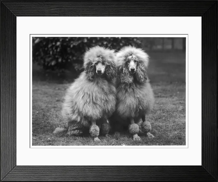 Framed Print : FALL / STANDARD POODLE / 60 Framed Print : FALL / STANDARD POODLE / 60
