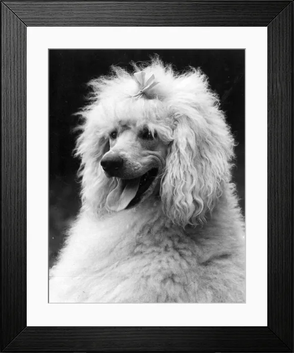 Framed Print : FALL / STANDARD POODLE / 38 Framed Print : FALL / STANDARD POODLE / 38