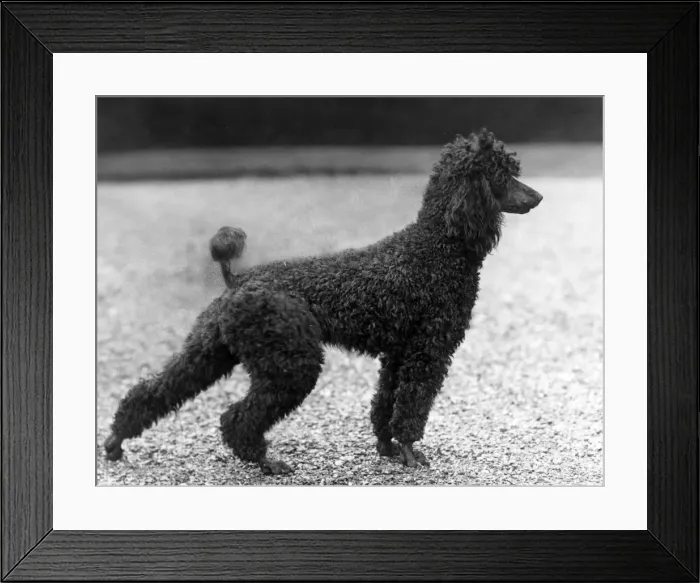 Framed Print : FALL / STANDARD POODLE / 40 Framed Print : FALL / STANDARD POODLE / 40