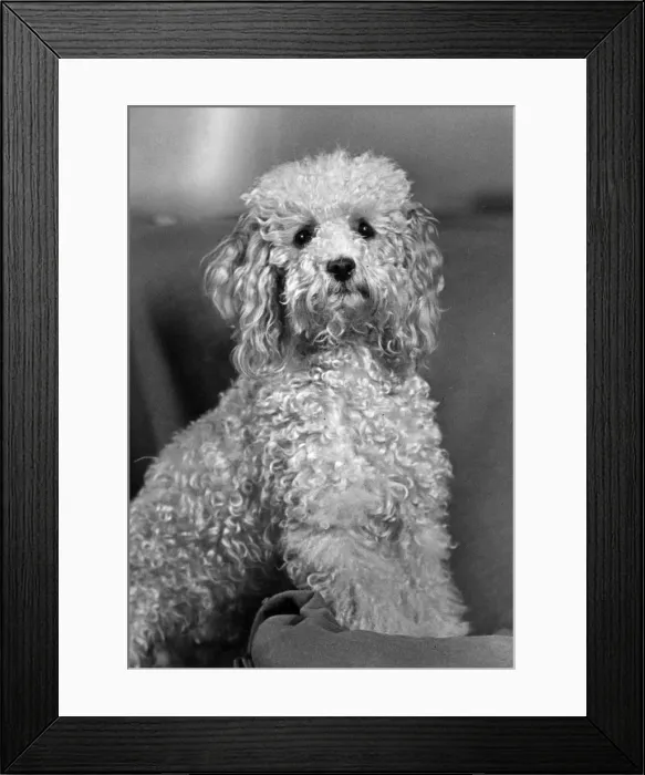 Framed Print : FALL / STANDARD POODLE / 54 Framed Print : FALL / STANDARD POODLE / 54