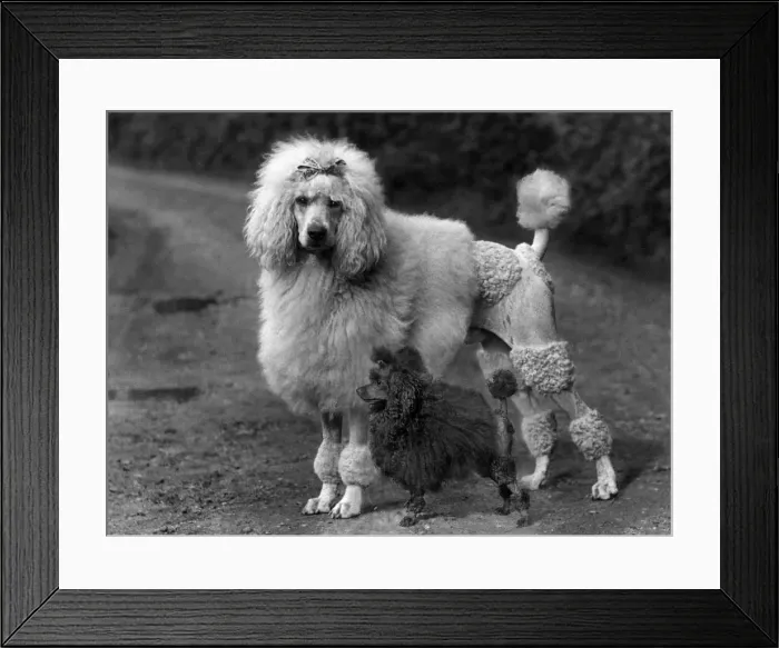 Framed Print : FALL / STANDARD POODLE / 38 Framed Print : FALL / STANDARD POODLE / 38