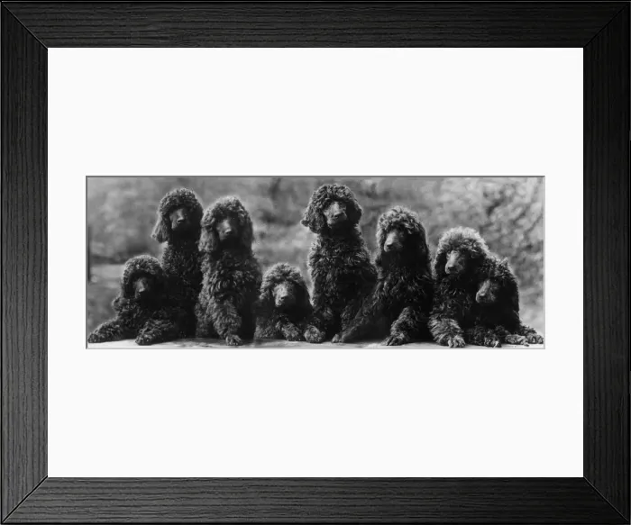 Framed Print : FALL / STANDARD POODLE / 38 Framed Print : FALL / STANDARD POODLE / 38