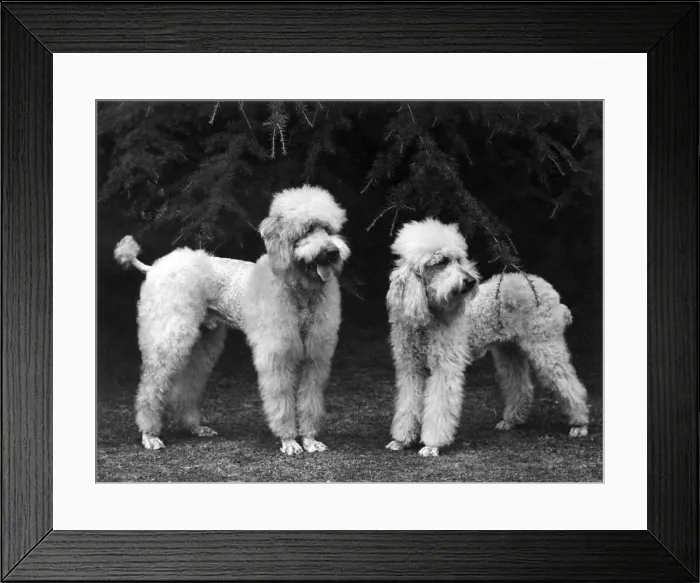 Framed Print : FALL / STANDARD POODLE / 51 Framed Print : FALL / STANDARD POODLE / 51