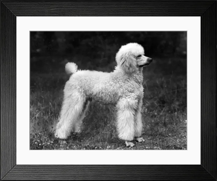 Framed Print : FALL / STANDARD POODLE / 45 Framed Print : FALL / STANDARD POODLE / 45