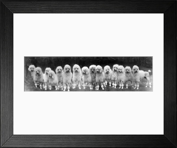 Framed Print : FALL / STANDARD POODLE / 50 Framed Print : FALL / STANDARD POODLE / 50