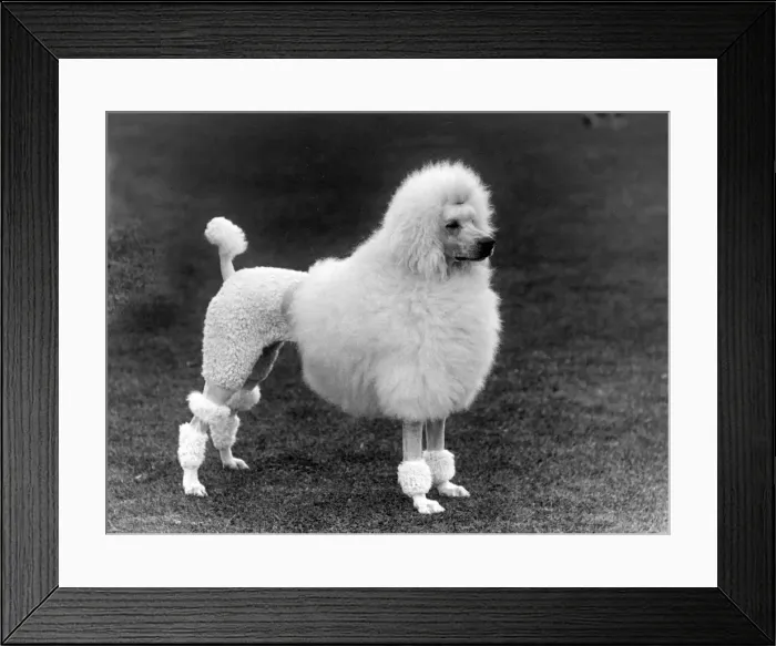 Framed Print : FALL / STANDARD POODLE / 39 Framed Print : FALL / STANDARD POODLE / 39
