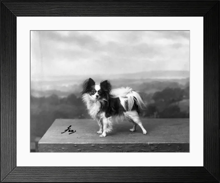 Framed Print : FALL / PAPILLON / 1934 Framed Print : FALL / PAPILLON / 1934