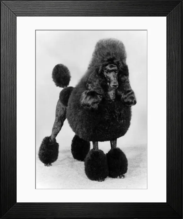 Framed Print : FALL / STANDARD POODLE / 84 Framed Print : FALL / STANDARD POODLE / 84