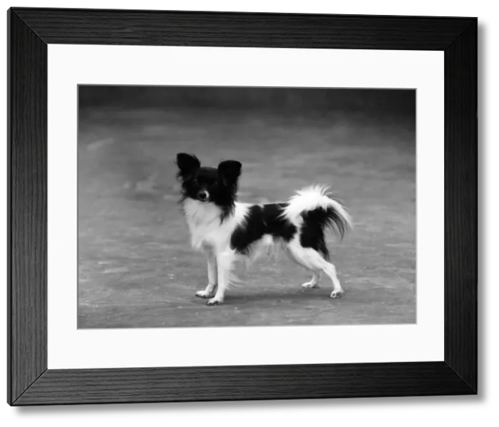 Framed Print : FALL / PAPILLON / 1958 Framed Print : FALL / PAPILLON / 1958