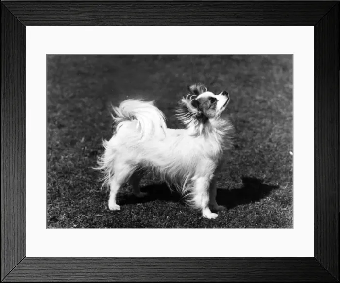 Framed Print : FALL / PAPILLON / 1965 Framed Print : FALL / PAPILLON / 1965