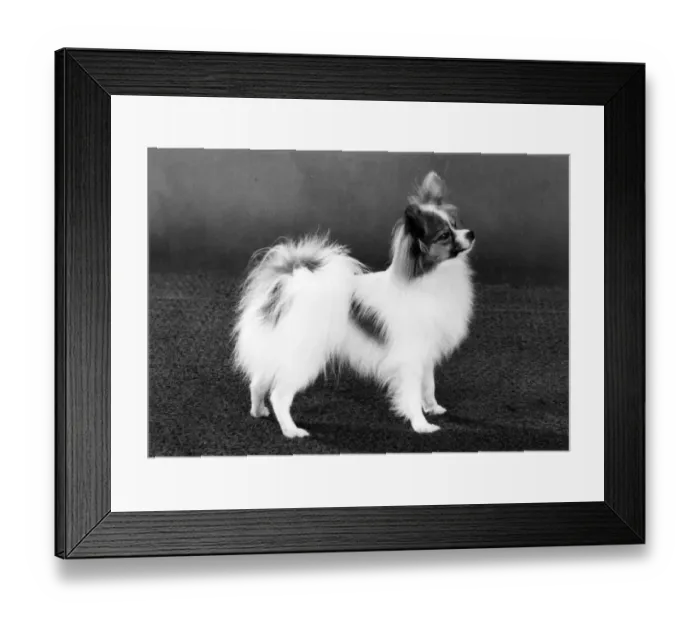 Framed Print : FALL / PAPILLON / 1984 Framed Print : FALL / PAPILLON / 1984