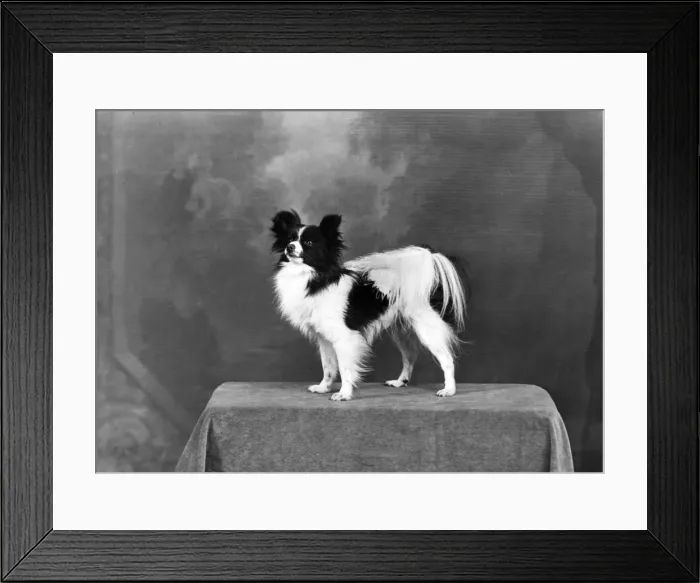 Framed Print : FALL / PAPILLON / 1949 Framed Print : FALL / PAPILLON / 1949