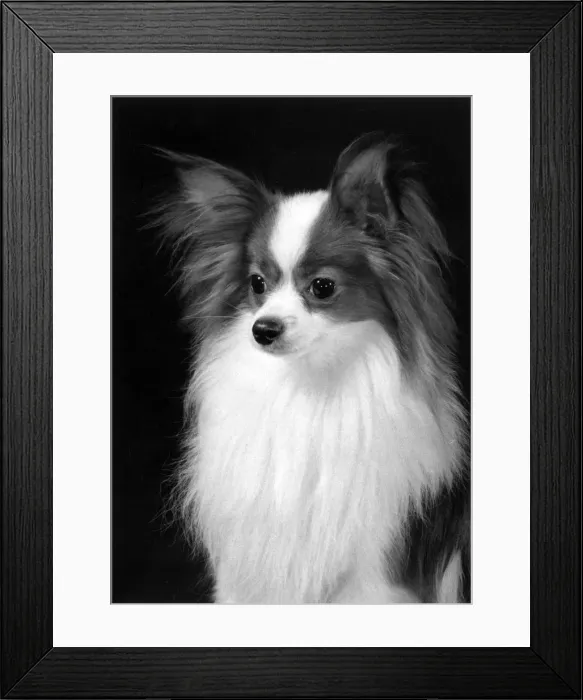 Framed Print : FALL / PAPILLON / 1979 Framed Print : FALL / PAPILLON / 1979