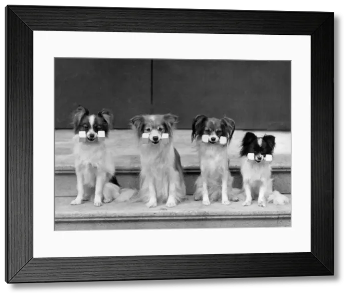 Framed Print : FALL / PAPILLON / DUMBELLS Framed Print : FALL / PAPILLON / DUMBELLS