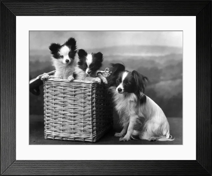 Framed Print : FALL / PAPILLON / BASKET Framed Print : FALL / PAPILLON / BASKET