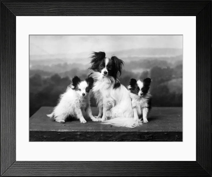 Framed Print : FALL / PAPILLON / 1935 Framed Print : FALL / PAPILLON / 1935