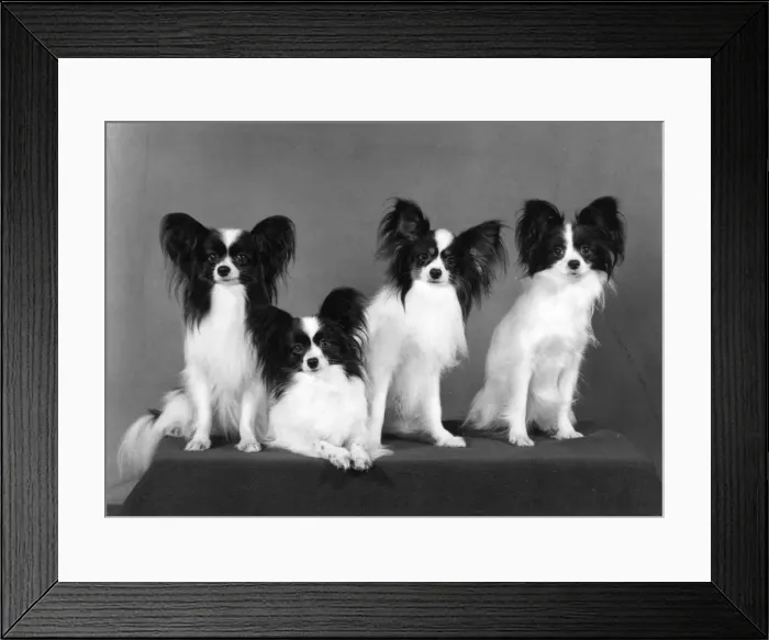 Framed Print : FALL / PAPILLON / 1977 Framed Print : FALL / PAPILLON / 1977