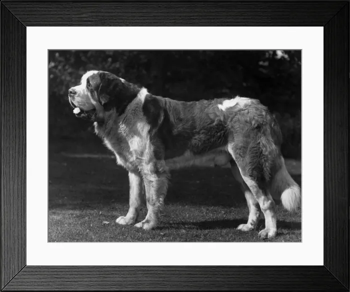 Framed Print : FALL / ST. BERNARD / 1926 Framed Print : FALL / ST. BERNARD / 1926