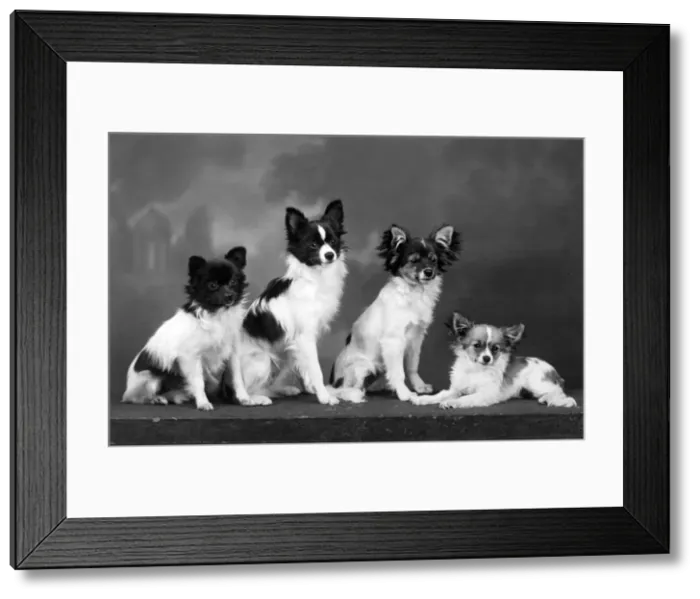 Framed Print : FALL / PAPILLON / 1938 Framed Print : FALL / PAPILLON / 1938