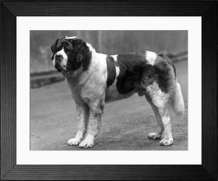 Framed Print : FALL / ST. BERNARD / 1937 Framed Print : FALL / ST. BERNARD / 1937