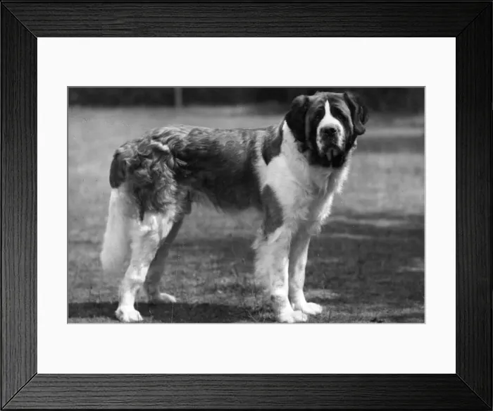 Framed Print : FALL / ST. BERNARD / 1945 Framed Print : FALL / ST. BERNARD / 1945