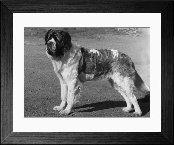 Framed Print : FALL / ST. BERNARD / 1961 Framed Print : FALL / ST. BERNARD / 1961