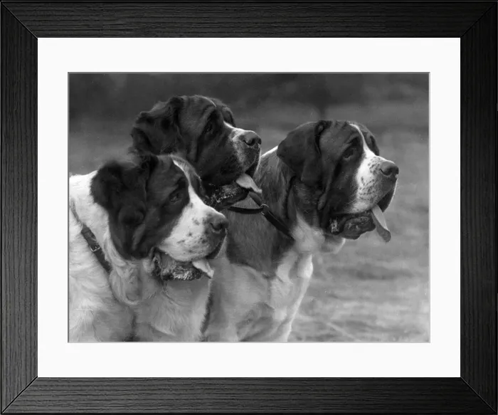 Framed Print : FALL / ST. BERNARD / 1930 Framed Print : FALL / ST. BERNARD / 1930