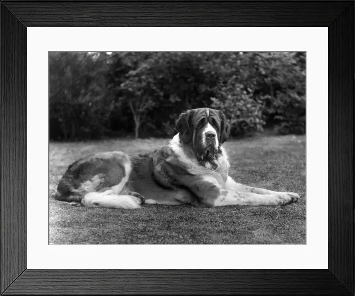 Framed Print : FALL / ST. BERNARD / 1930 Framed Print : FALL / ST. BERNARD / 1930